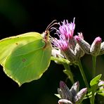 Cedronella (Gonepteryx rhamni)