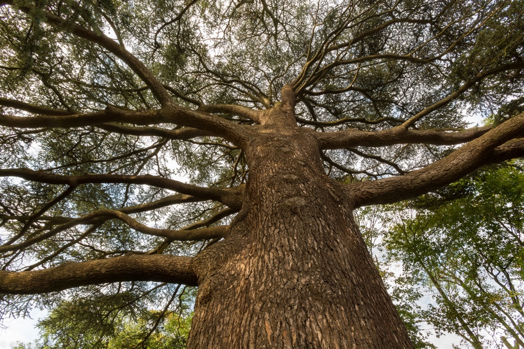 Cedrus libani Libanon-Zeder“