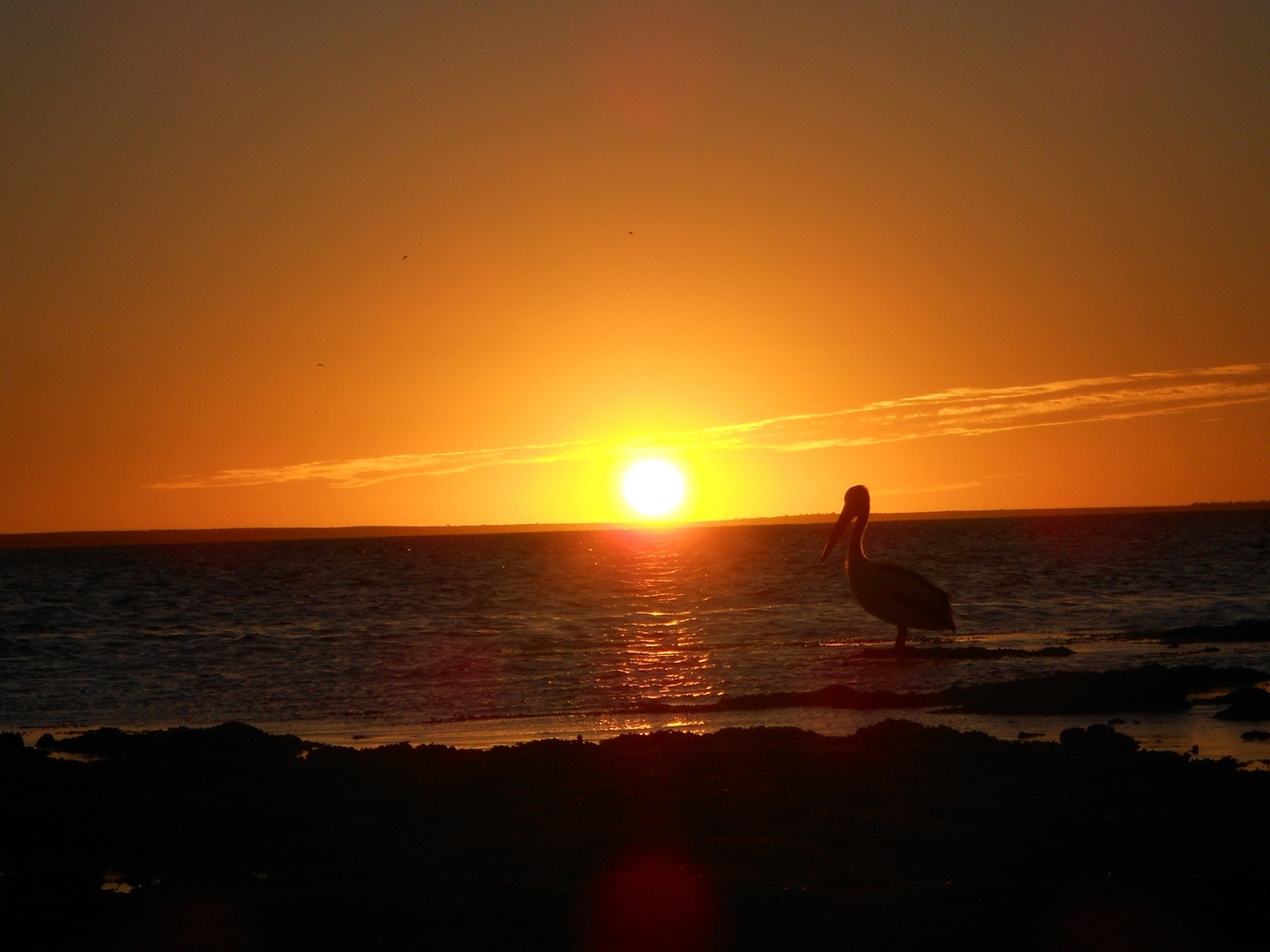 Ceduna's pelican