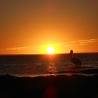 Ceduna's pelican