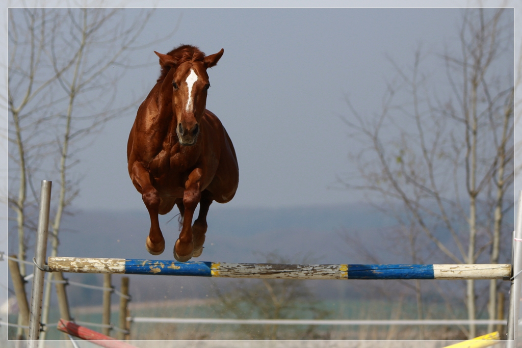 Cehra beim freien Springen