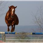 Cehra beim freien Springen