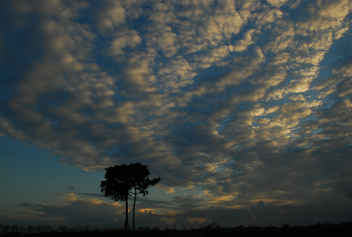 Ceiba