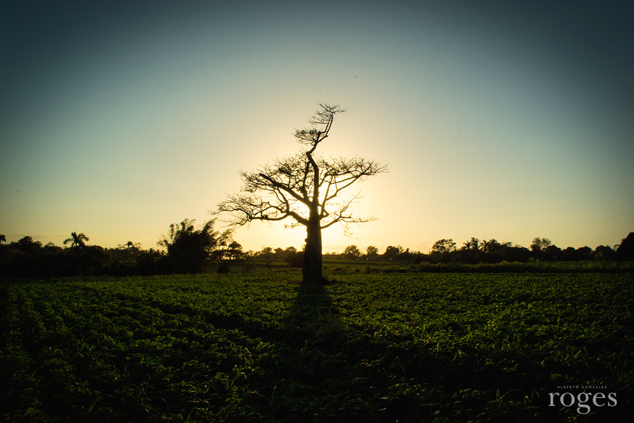 Ceiba