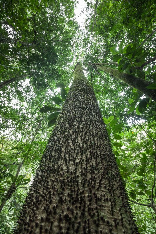 Ceiba Espina