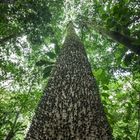 Ceiba Espina