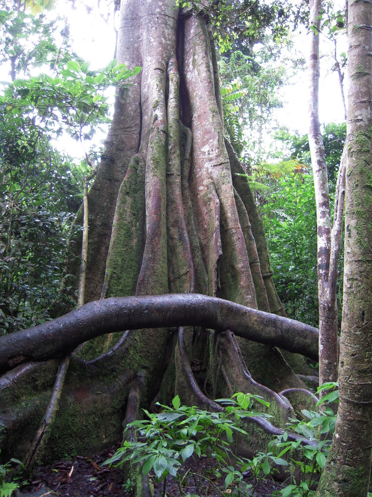 Ceiba - las venas de la naturaleza