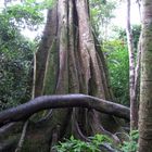 Ceiba - las venas de la naturaleza