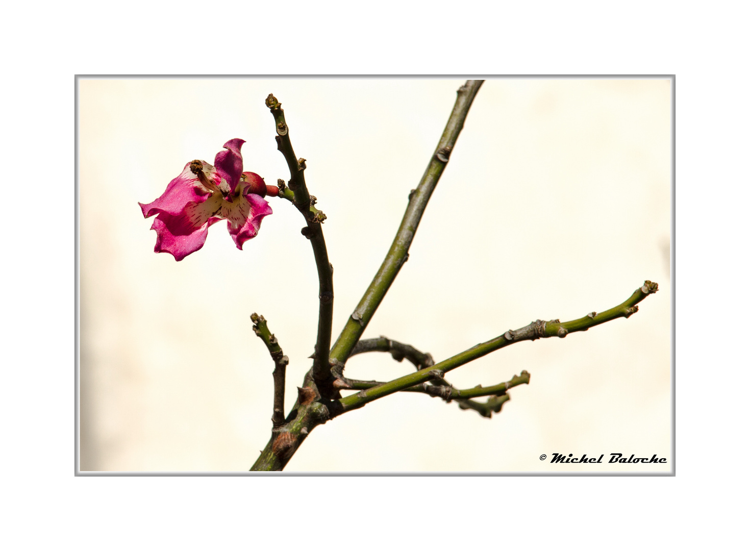 Ceiba speciosa ou bâton ivre