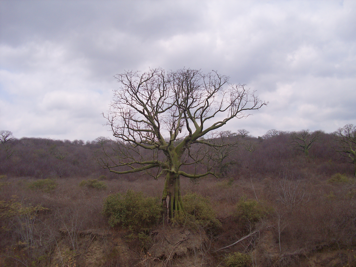 Ceibo Baum an der Pazifikküste von Ecuador