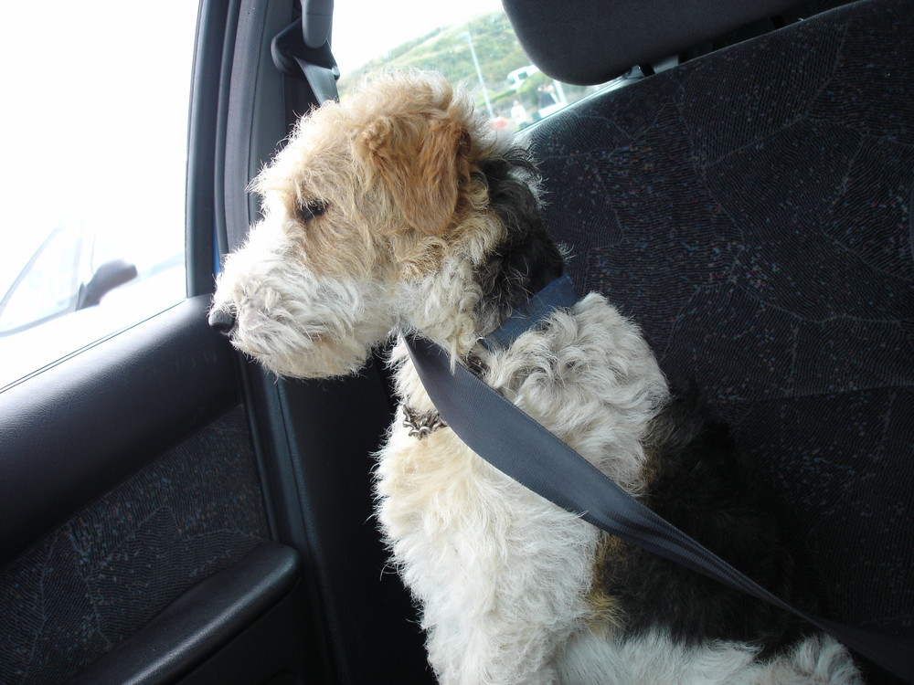 Ceinture obligatoire même pour le milou