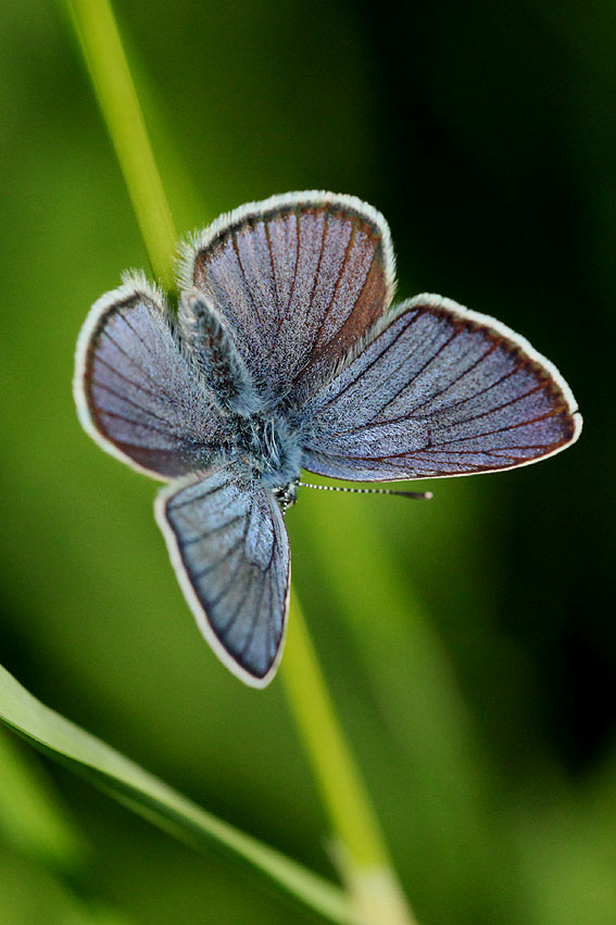 Celastrina argiolus