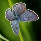 Celastrina argiolus