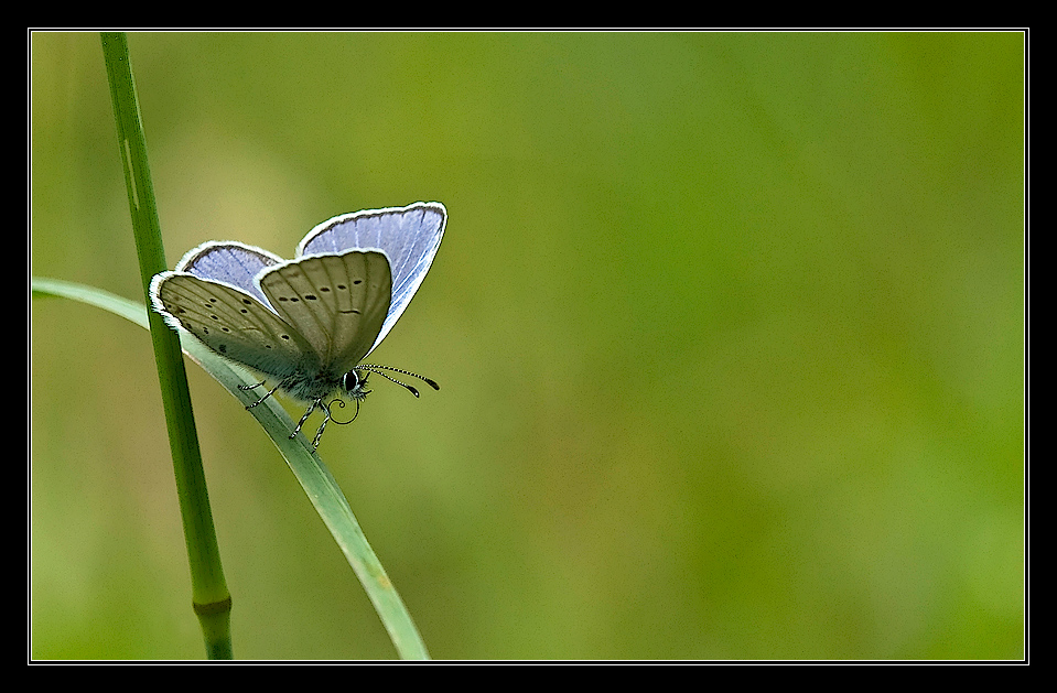 celastrina argiolus