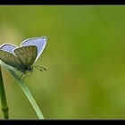 celastrina argiolus