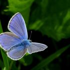 Celastrina argiolus