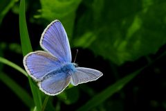 Celastrina argiolus