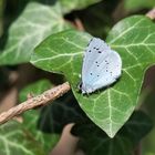 Celastrina argiolus