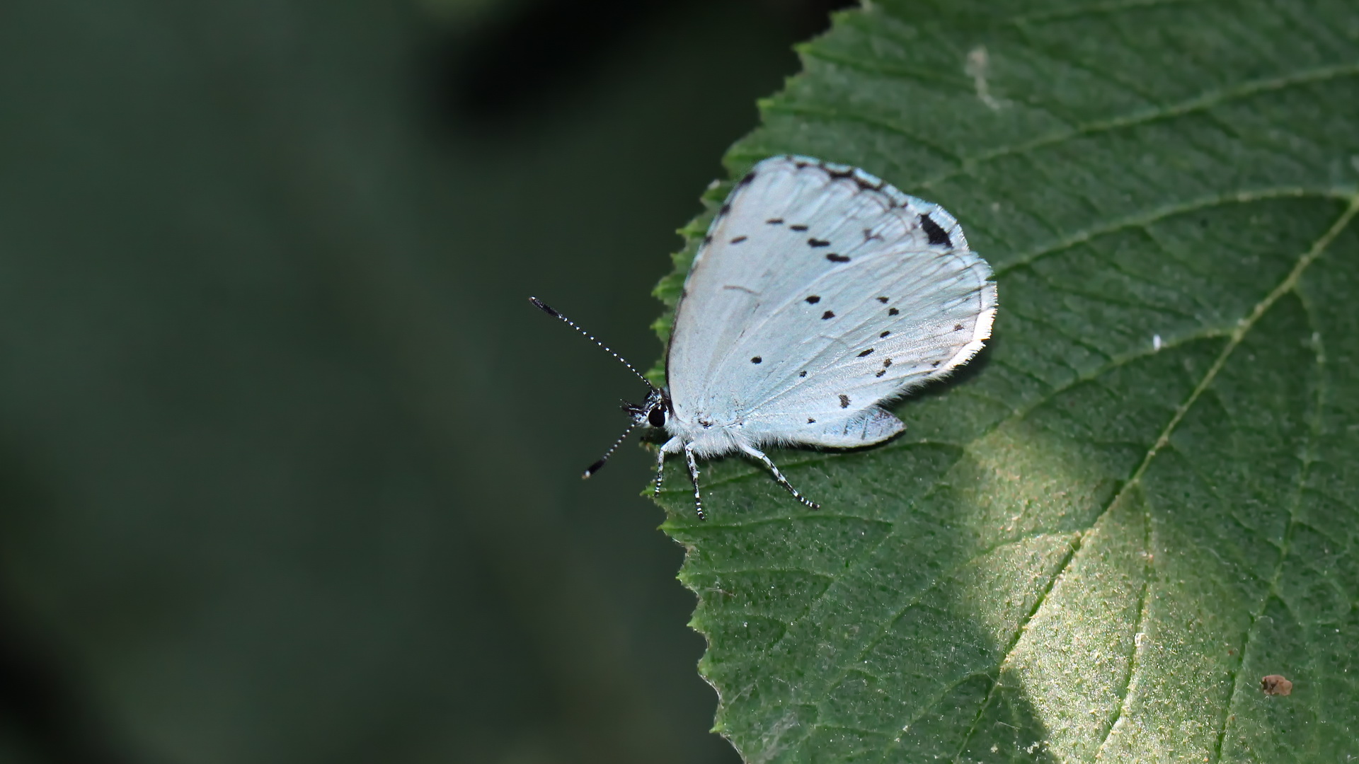 Celastrina argiolus