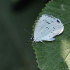 Celastrina argiolus