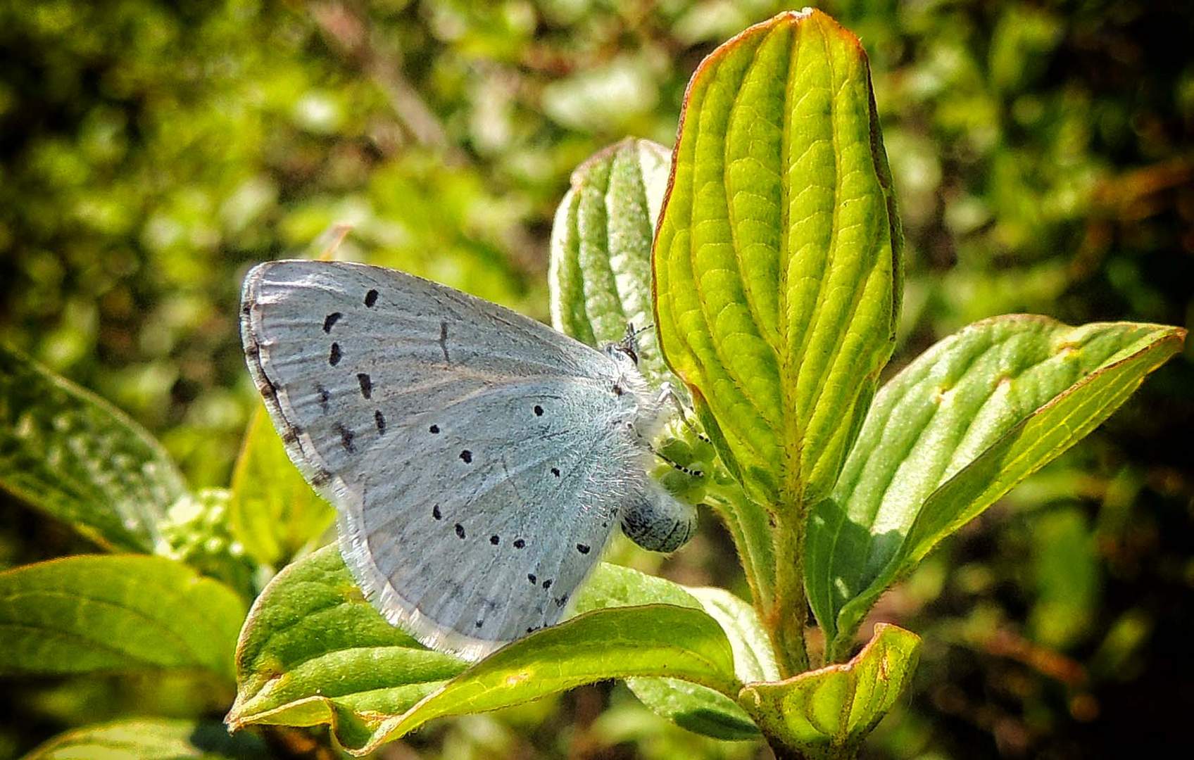 Celastrina argiolus (Azuré à bande  noire)