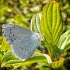 Celastrina argiolus (Azuré à bande  noire)