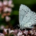 Celastrina argiolus