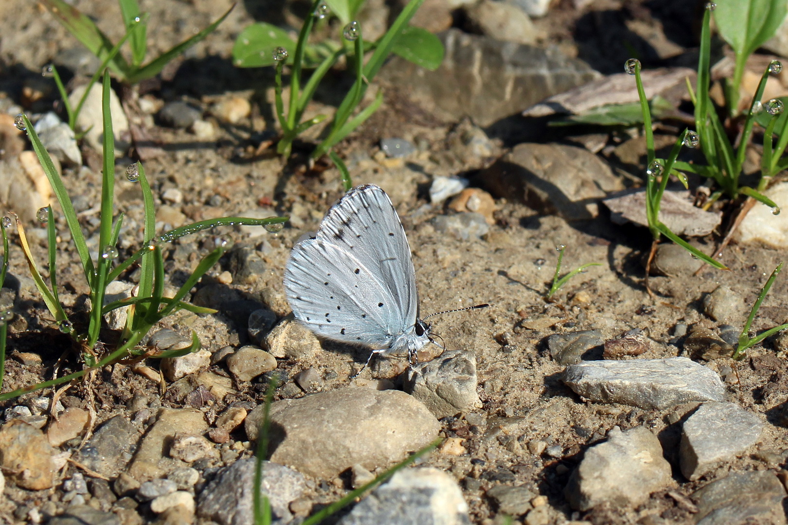 Celastrina argiolus