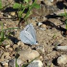 Celastrina argiolus