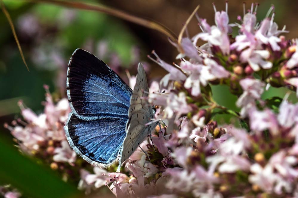 Celastrina argiolus