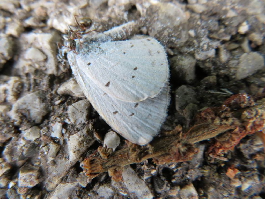 Celastrina argiolus. Faulbaumbläuling 