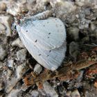 Celastrina argiolus. Faulbaumbläuling 