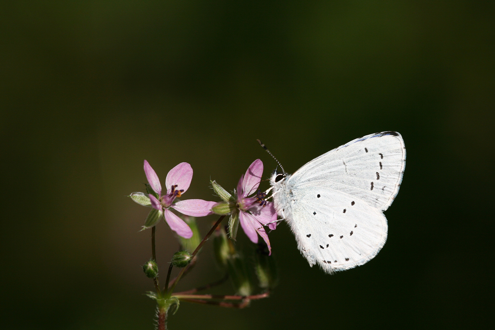 Celastrina argiolus » Holly Blue