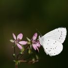 Celastrina argiolus » Holly Blue