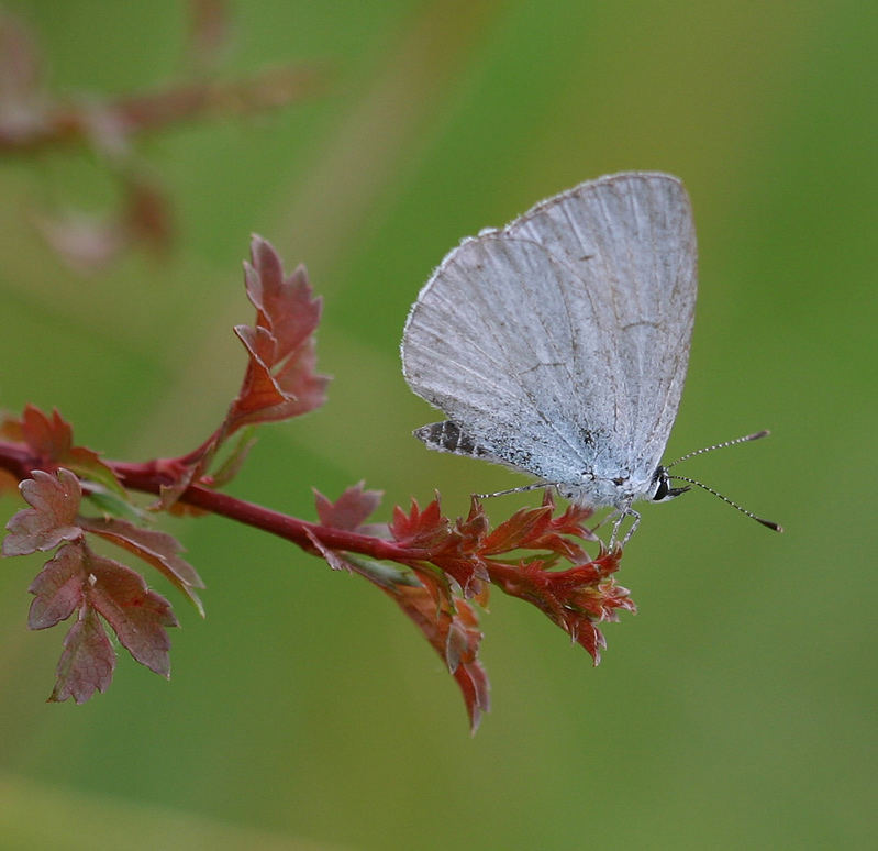 Celastrina argiolus mutant