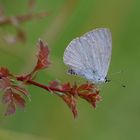 Celastrina argiolus mutant