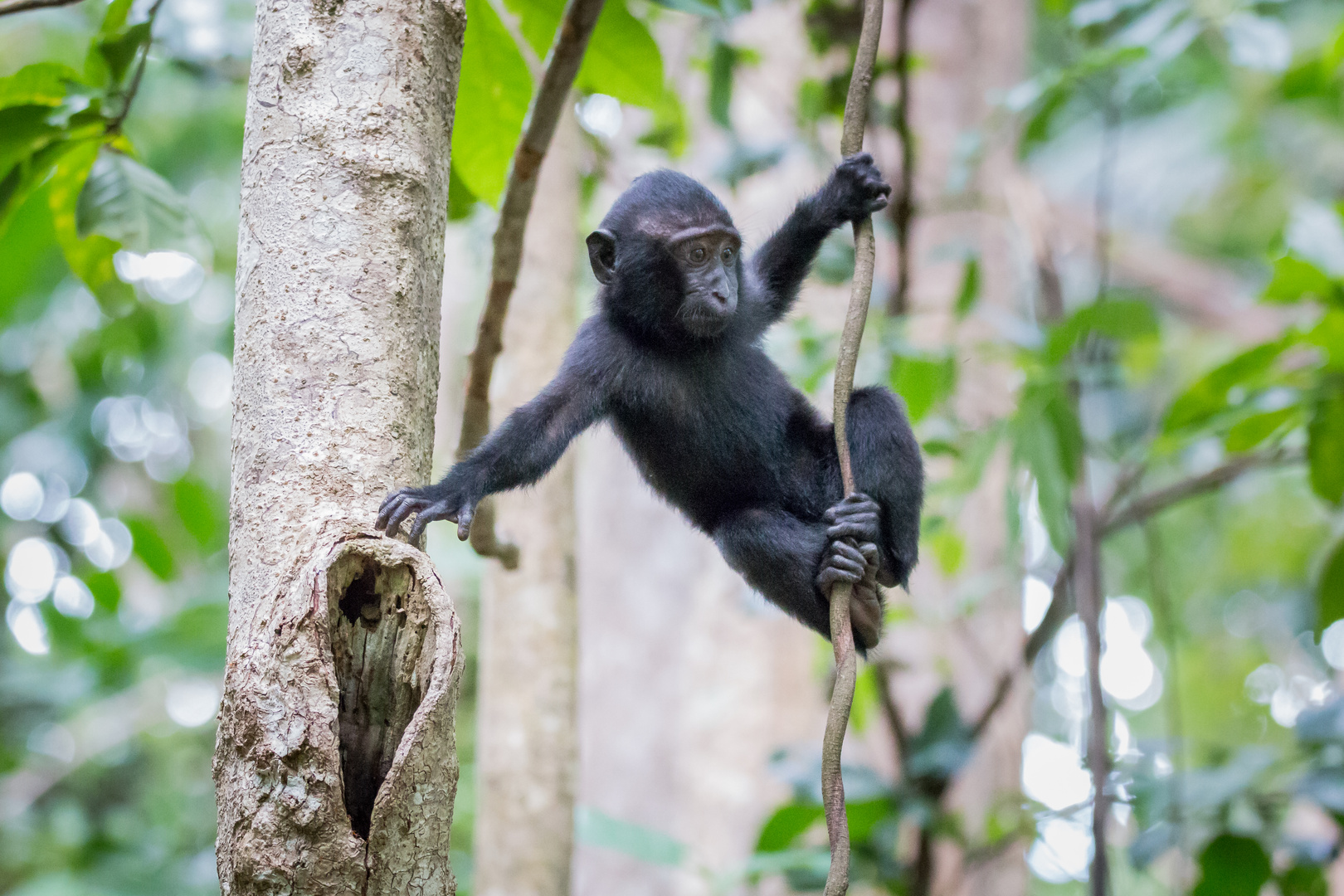 Celebes crested macaque