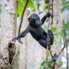 Celebes crested macaque