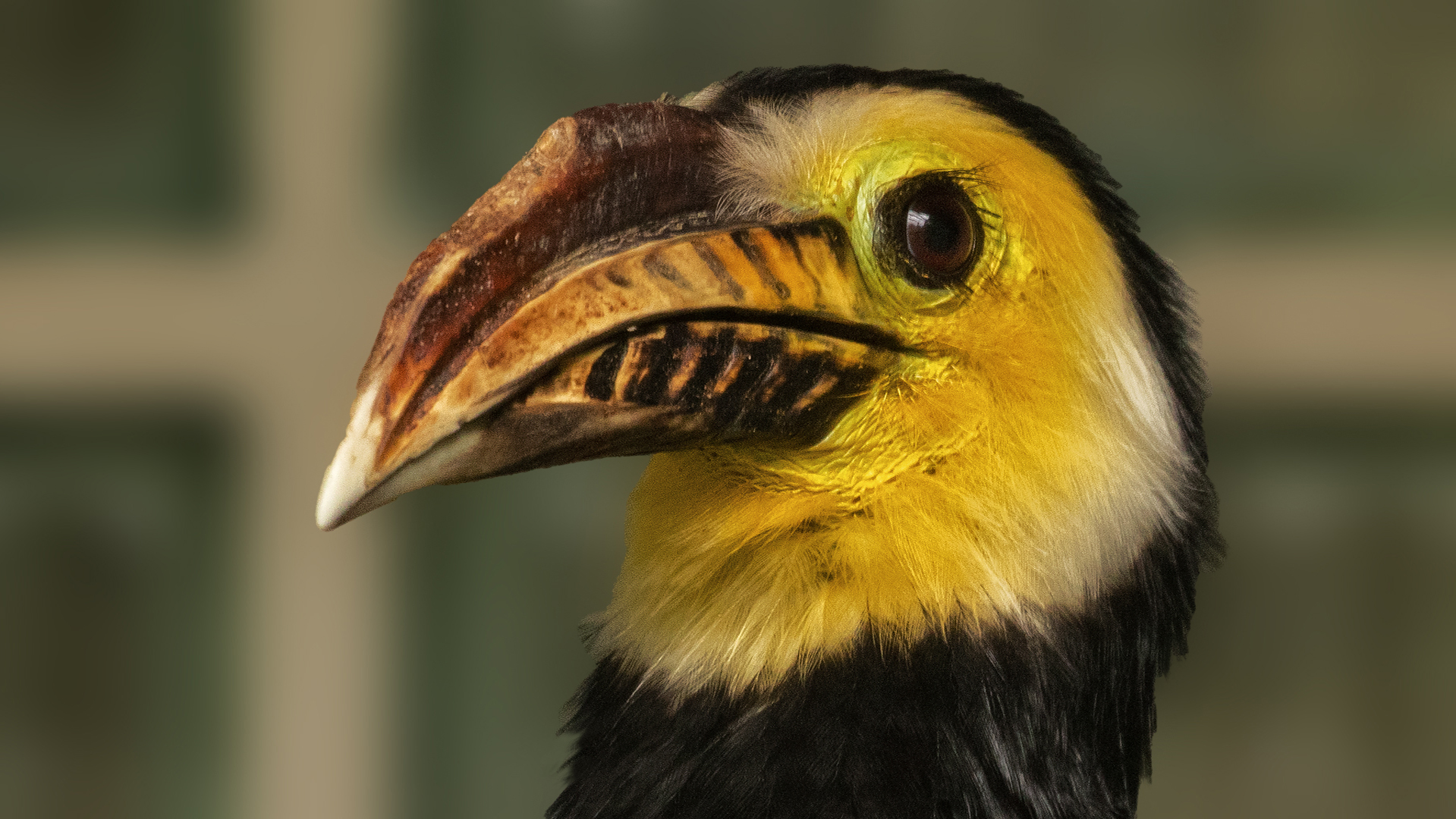 Celebes Hornvogel.Portrait 001 