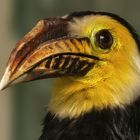 Celebes Hornvogel.Portrait 001 