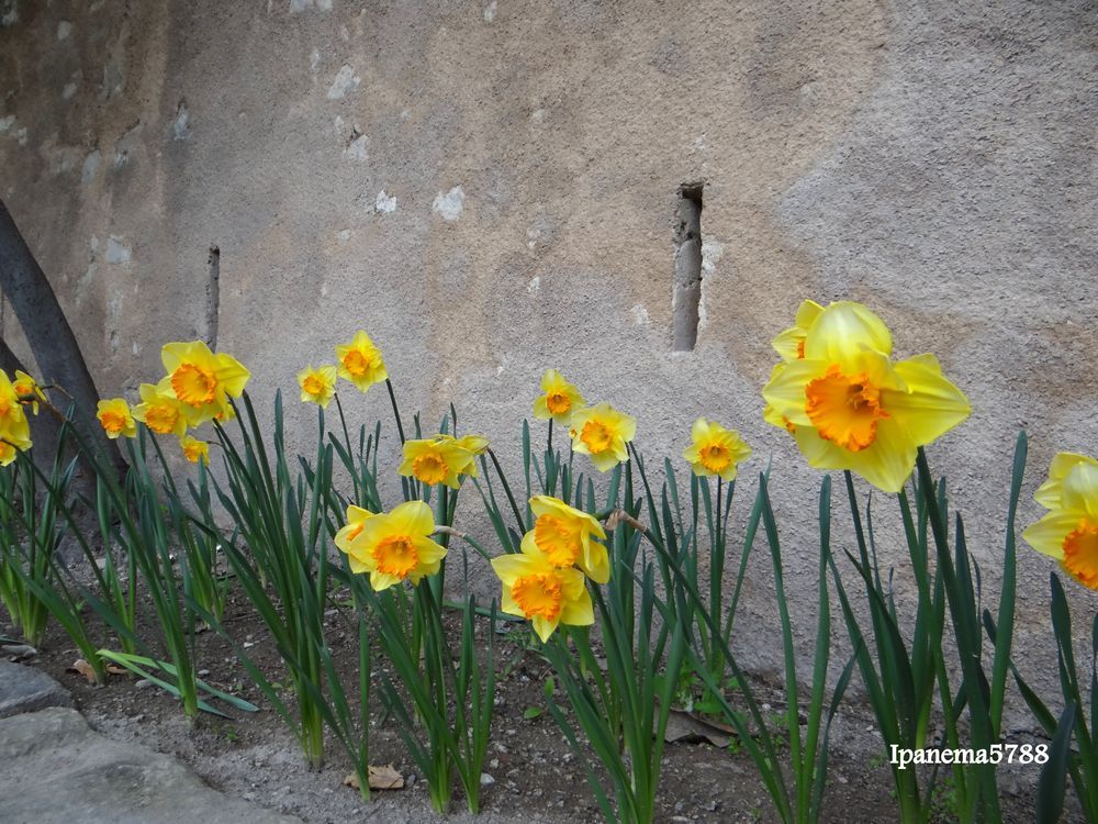 Célébration du Printemps