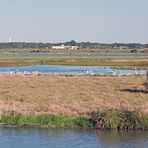 Celery Fields (northern part), Sarasota, Florida