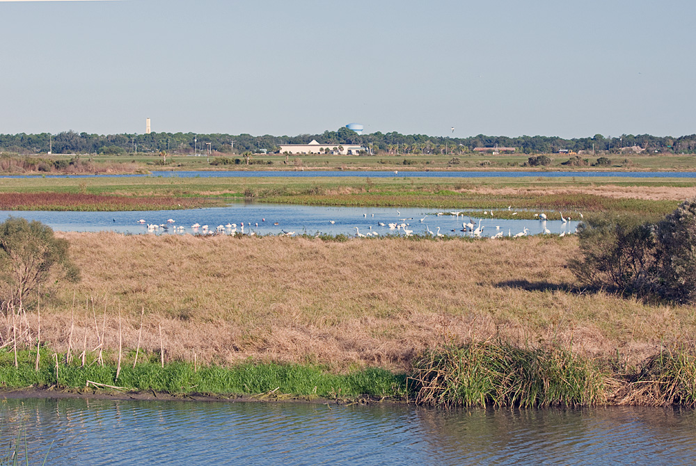 Celery Fields (northern part), Sarasota, Florida