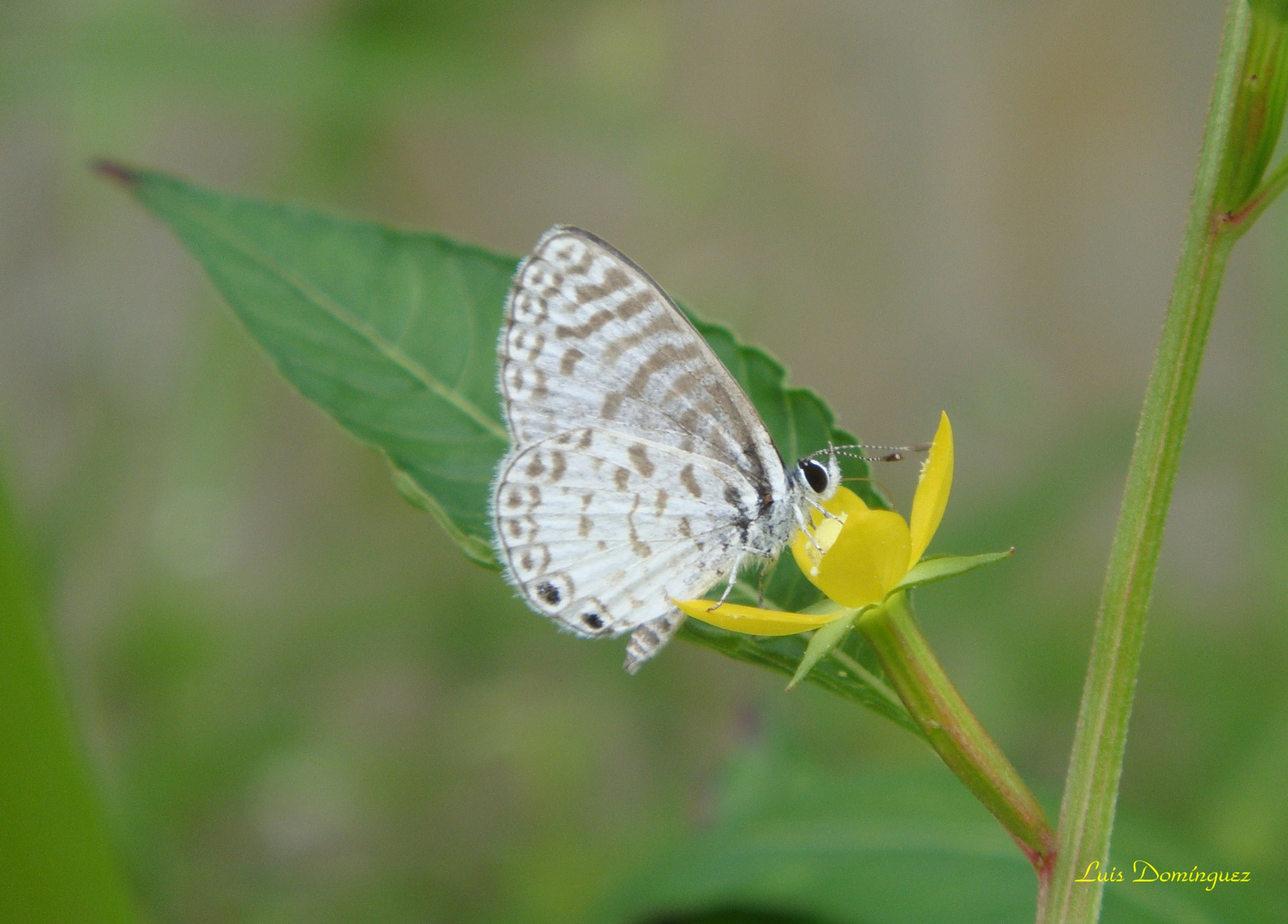 Celestrina II