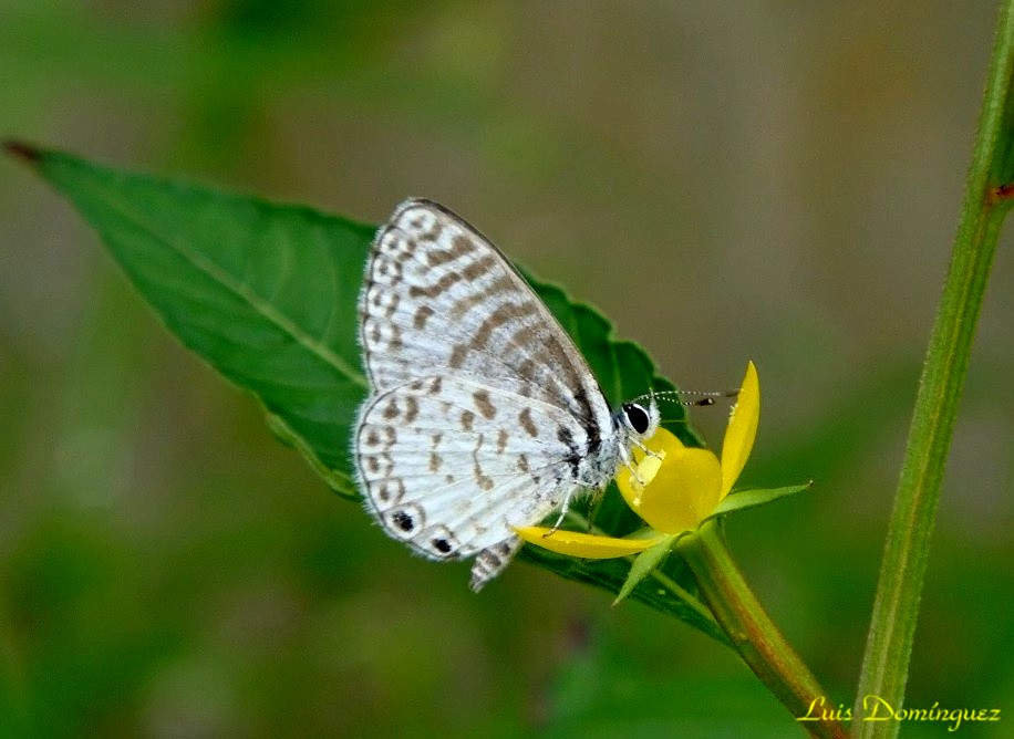 Celestrina III