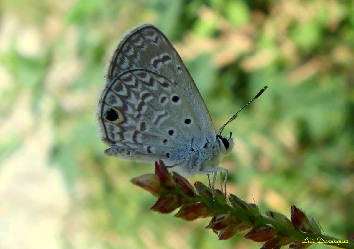 Celestrina IV