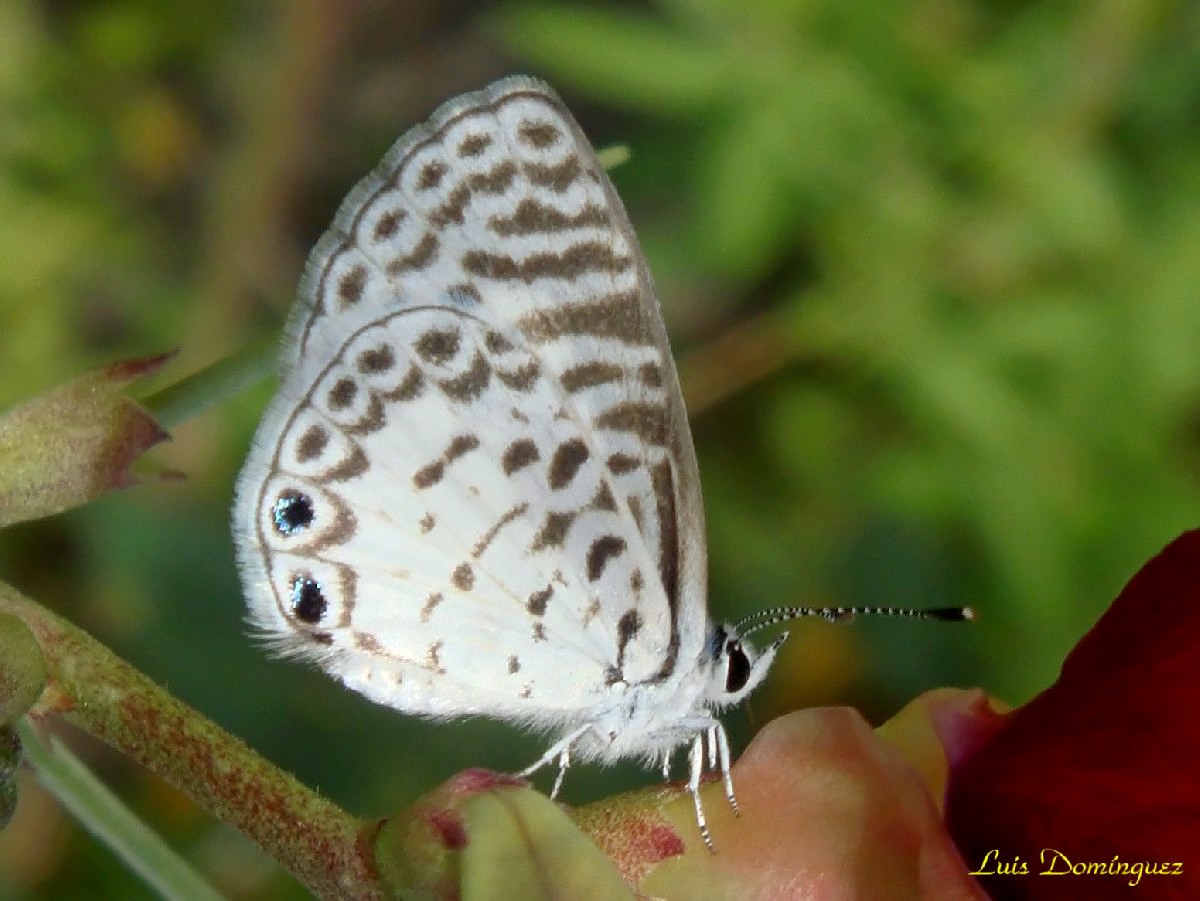 Celestrina V