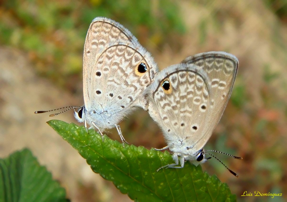 Celestrinas