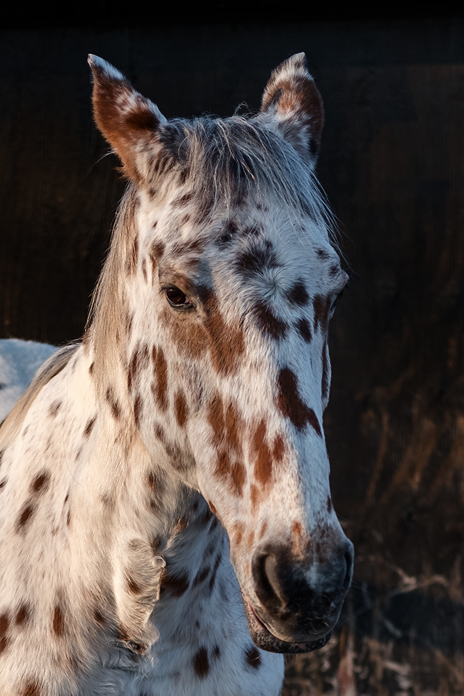 Celina, heute auf der Keller-Ranch in Weiterstadt