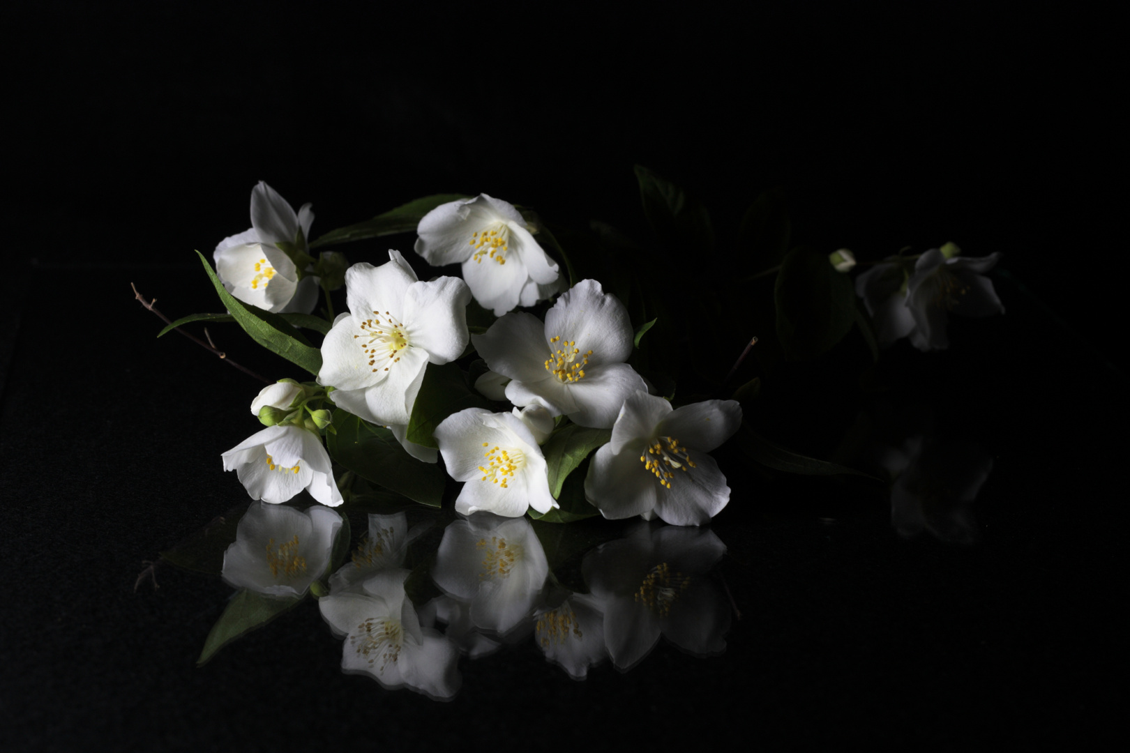 celindas, las primeras de primavera